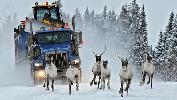 “Delays Endanger At-Risk Species in Canada”