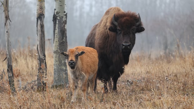 “Genetic Study Reveals Bison Transformation Amid Conservation Challenges”