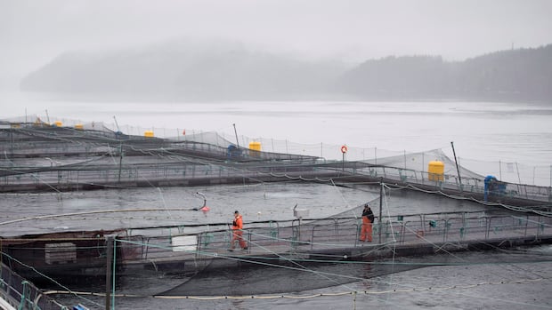 “Study Reveals High Heart Disease Risk in BC Salmon Farms”